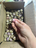 2025紫皮獨(dú)頭蒜干蒜當(dāng)季新鮮新蒜大蒜頭蔬菜糖醋腌制產(chǎn)地直發(fā)批發(fā) 5斤【約180-230個(gè)】源頭直采包郵 曬單實(shí)拍圖