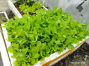 北蔬 蔬菜種子苗生菜菠菜小香蔥芹菜陽(yáng)臺(tái)四季菜種籽 12種蔬菜種子套餐 曬單實(shí)拍圖