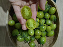 青口蜜圣女果綠色青甜2號小番茄新鮮綠千禧即食山東小柿子果生吃 5斤 精選裝【京東快遞】 曬單實拍圖
