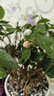 茉莉花盆栽帶花苞茉莉重瓣濃香型茉莉花客廳陽臺四季開花花卉綠植 茉莉花1盆+原土發(fā)貨+肥料【6-10顆】 曬單實拍圖
