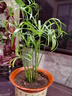 高品質(zhì)碗蓮種子水培植物客廳室內好養荷花盆栽四季開(kāi)花不支持退貨 精品睡蓮種子10顆已開(kāi)口顏色隨 曬單實(shí)拍圖
