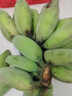 三萌果蔬廣西小米蕉【青蕉發(fā)貨收到需催熟】芭蕉新鮮水果應(yīng)季香蕉現(xiàn)摘現(xiàn)發(fā) 5斤 精選果 【軟糯香甜】?jī)?.5斤 曬單實(shí)拍圖