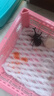 星舵甲蟲果凍昆蟲飼料獨(dú)角仙果凍鍬甲飼料昆蟲食物鍬甲秋甲蟲明日達(dá) 10枚散裝（可食用30天左右） 曬單實(shí)拍圖