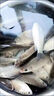 藻元素餌料馬尾青苔釣魚(yú)餌溪流釣添加藻類(lèi)的餌料海藻苔蘚鯉魚(yú) 青苔藻片1瓶-藻香濃郁魚(yú)餌添加劑 鯽魚(yú)黃尾開(kāi)口誘魚(yú)劑窩料海藻片 曬單實(shí)拍圖