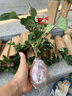 一串紅花苗盆栽地栽室內(nèi)外庭院花卉綠化工程草花苗帶花發(fā)貨串串紅 一串紅50盆【原盆土帶花發(fā)貨】 曬單實拍圖