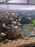 中國斗魚活體活魚冷水觀賞魚小好養(yǎng)耐活魚小型淡水自來水黃金斗魚 豪華套餐3公分10品種各二條 曬單實拍圖