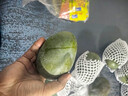 京鮮生 攀枝花凱特芒果 凈重8.5斤 單果410g+ 生鮮水果 源頭直發(fā) 曬單實(shí)拍圖