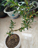 山烏龜植物 帶盆栽好雀舌黃楊老樁黃楊懸崖桌面創(chuàng)意盆景室內(nèi)中式 苔蘚球懸崖黃揚(yáng) 曬單實(shí)拍圖