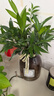 花行榜 竹柏盆栽水培驅(qū)蚊植物綠植盆栽四季常青20棵（不含瓶）源頭直發(fā) 曬單實拍圖