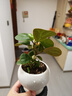 八芽小盼菩提樹(shù)盆栽植物室內(nèi)禪意盆景辦公室桌面好養(yǎng)凈化空氣觀葉綠植 小盼菩提-月光雙球盆-密胺托盤(pán) 帶盆栽好 曬單實(shí)拍圖