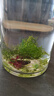 竹節(jié)草印度小竹節(jié)蜈蚣草水草植物真草魚(yú)缸水草造景魚(yú)草缸新手綠植 人工挑選竹節(jié)草10顆 曬單實(shí)拍圖
