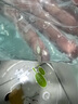 CRAZY PLANT大型孔雀魚大號5cm觀賞魚活魚苗熱帶淡水耐活金魚特大號精品鳳尾 夢幻調(diào)色盤藝術(shù)家組合（共8條） 曬單實拍圖