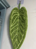 熱帶植物葉子擦手巾珊瑚絨綠植毛巾掛式廚房浴室?guī)峙?清新樹葉擦手巾（淺綠色） 1條 曬單實(shí)拍圖