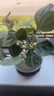 花翁中式禪意盆栽帶果 小盼菩提+白瓷冰裂盆+底架+苔蘚源頭直發(fā) 曬單實(shí)拍圖