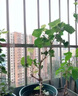 芃畔葡萄苗南方種植帶土早熟水晶葡萄樹(shù)苗嫁接無(wú)核葡萄苗庭院北方水水 水晶葡萄3年苗(明年結果) 曬單實(shí)拍圖