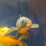 德瑞水族 魚飼料錦鯉飼料育成色揚(yáng)增體魚食金魚飼料血鸚鵡魚魚糧小粒1.5kg 曬單實(shí)拍圖