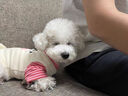 MIKI PAD寵物狗狗衣服夏季薄款透氣T恤小型犬幼犬貓咪衣服泰迪比熊雪納瑞 粉色小狗燙畫【棉質(zhì)護(hù)肚】 L胸圍47cm（建議8.5-12斤） 曬單實(shí)拍圖