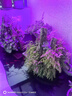 晚晚射樹燈七彩照樹燈景觀射燈戶外防水led綠化燈室外庭院園林裝飾燈 【30W七彩RGB】配遙控 隨心調色 曬單實拍圖