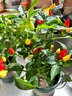 七彩椒辣椒盆栽樹(shù)苗帶果可食用新鮮多色五彩椒朝天椒陽(yáng)臺花卉綠植 【果期帶果發(fā)貨】七彩辣椒（加侖盆）2盆 曬單實(shí)拍圖