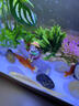 瘋狂水草（FKSC）金魚(yú)活魚(yú)苗觀(guān)賞魚(yú)魚(yú)缸小金魚(yú)淡水好養耐活冷水蘭壽錦鯉小型草金魚(yú) 【黃金錦鯉+草金】5-7cm混搭共7條 曬單實(shí)拍圖