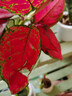 繽賢吉利紅盆栽綠植花卉室內客廳辦公吸水盆四季好養美觀(guān)紅色植物觀(guān)賞 吉利紅【綠色如意陶瓷盆】 #22 曬單實(shí)拍圖