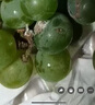 青櫻紅荔【順豐直達(dá)】貴州水晶葡萄新鮮青葡萄農(nóng)家時(shí)令孕婦水果綠提子端午 精選 2斤【實(shí)惠裝】 (安全氣柱包裝-順豐送貨上門) 曬單實(shí)拍圖