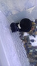 信友魚缸蝦缸水族箱生化棉過濾器XY-180 280 380水妖精組缸系統(tǒng)缸 XY-2830單頭水妖精 曬單實(shí)拍圖