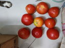 水果沙瓤西紅柿多汁純天然農(nóng)家種植3斤~4.5斤現(xiàn)摘現(xiàn)發(fā)番茄整箱 沙瓤西紅柿3斤 曬單實拍圖