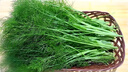 【超市品質(zhì)】有機(jī)小茴香現(xiàn)摘現(xiàn)發(fā)新鮮蔬菜生鮮 1500g 曬單實(shí)拍圖