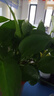 臣埠仿真葉子吊頂綠葉裝飾樹(shù)葉綠植物假花藤條塑料管道藤蔓纏繞花藤 145米特大號葡萄葉+5葡萄5燈籠 曬單實(shí)拍圖