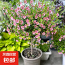 小木槿花苗棒棒糖盆栽苗優(yōu)雅女士小苗陽(yáng)臺花卉花園庭院植物微草莓 木槿獨桿棒棒糖50-70cm高【原盆土】 曬單實(shí)拍圖