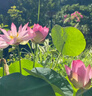 京厽碗蓮種七彩五顏六色水培花卉水養(yǎng)四季蓮花荷花種蓮藕綠植水培蓮子 混色碗蓮60粒遇水發(fā)芽 開花爆盆 裸根不帶土 曬單實(shí)拍圖