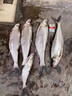 餌料球龍蝦黃鱔籠地魚餌盒鱔魚餌盒網(wǎng)籠地網(wǎng)籠餌料袋包專用餌球 【50個裝】帶掛鉤餌料球 曬單實拍圖