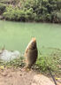時(shí)鳥(niǎo)短節釣魚(yú)竿兒童魚(yú)竿袖珍溪流竿短節手竿輕硬迷你便攜19調1m短勾漂 3.6m 短 勾 漂 線(xiàn)組 魚(yú)餌 曬單實(shí)拍圖