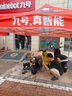 九號電動A2z 40新國標(biāo)鋰電智能電動車【門店自提】 到門店選顏色 曬單實拍圖