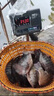 阿盧b05底釣羅非魚漂高靈敏度長竿深水羅飛鯉魚草魚青魚鰱鳙混養(yǎng)浮標 LPB05(蘆葦11目細尾) 2號(吃鉛約2.52克) 曬單實拍圖
