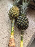 水培鳳梨鮮花綠植可食用招財菠蘿辦公室內桌面盆栽禁止蕉綠擺件 黑鳳梨香水小菠蘿2枝 不含盆 曬單實拍圖