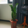 金錢樹盆栽室內(nèi)大盆植物客廳好養(yǎng)辦公室綠植花卉錢串子招財(cái)進(jìn)寶樹 70-80厘米【6-10棵】 基地養(yǎng)殖盆 曬單實(shí)拍圖