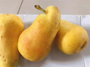 甘肅天水太婆梨香蕉梨當(dāng)季水果新鮮大頭梨茄梨現(xiàn)摘現(xiàn)發(fā)軟糯10斤 5斤 曬單實(shí)拍圖