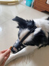 柒哦狗嘴套防狗咬狗狗嘴套中型大型犬止吠器防亂吃可喝水狗嘴罩 S【嘴圍17-21cm，適用12-20斤】 曬單實拍圖