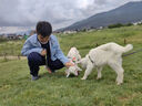 普安特寵物狗狗驅蟲(chóng)藥犬體內外同驅跳蚤犬虱非潑羅尼愛(ài)滴克+內驅 曬單實(shí)拍圖