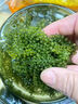 海葡萄兒童即食海葡萄植物魚子醬海藻涼拌菜鹽漬水葡萄爆珠漿海草 6包(送蘸料) 每包100g包含水 曬單實拍圖