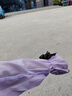 俞兆林冰絲防曬袖套女2025年新款蝴蝶結(jié)夏季手袖手套寬松仙女風(fēng)冰袖遮陽 紫色珠光紗袖套+均碼 均碼 曬單實拍圖