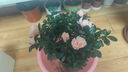 四季開花 西洋杜鵑花苗盆栽室內庭院植物紫杜娟花樹映山紅帶花苞 粉色杜鵑5年苗帶花苞 不帶盆 曬單實拍圖