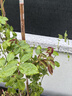墨一藤本月季爬墻薔薇庭院陽(yáng)臺(tái)開(kāi)花 粉色龍沙寶石1.5-1.6M源頭直發(fā) 曬單實(shí)拍圖