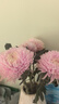牡丹菊鮮花吸色菊花云南鮮花直發(fā)居家插花水養花束節日惦念花束 染色牡丹菊淺粉色5枝 曬單實(shí)拍圖
