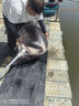 佳釣?zāi)岷Ｌ男驴钶p量大物竿鰱鳙魚竿手桿鰱鳙竿極輕量大物竿臺(tái)釣竿 8.1m 海棠大物竿 輕量大物竿 曬單實(shí)拍圖