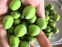 沃江源【加冰順豐發(fā)貨】湖北洪湖新鮮嫩蓮子生吃水果蓮子鮮甜蓮米現(xiàn)采摘 3斤裝 曬單實(shí)拍圖