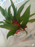 鴻運(yùn)當(dāng)頭盆栽大盆適合客廳擺放的花家養(yǎng)花卉植物室內(nèi)花好養(yǎng)活四季 鴻運(yùn)當(dāng)頭【簡易盆】+營養(yǎng)液 含盆 曬單實(shí)拍圖