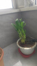 特價富貴荷花竹盆栽植物室內(nèi)凈化空氣綠植辦公室桌面四季好養(yǎng)盆栽 荷花竹+節(jié)節(jié)高升盆+圓底座【1盆】 盆口直徑約8cm 曬單實拍圖